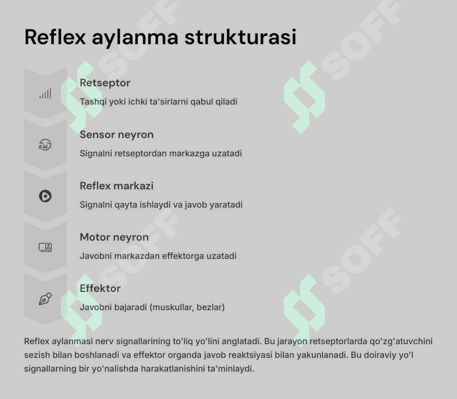 Asab markazlari. Markaziy nerv tizimining reflector tamoyili. Orqa miya ,uzunchoq miya va vegetativ nerv tizimi fiziologiyasi. 4