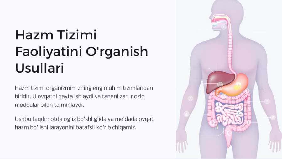 Hazm tizimi faoliyatini o‘rganish usullari. Og‘iz bo‘shlig‘ida va me’dada ovqat hazm bo‘lishi.