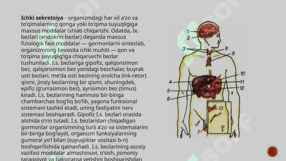 Endokrin tizimi funksiyasi va buzilishi 3