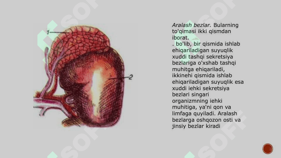 Endokrin tizimi funksiyasi va buzilishi 7
