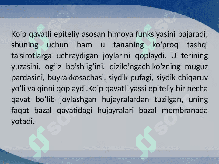 Ko'p qavatli epiteliy toʻqimasi 3