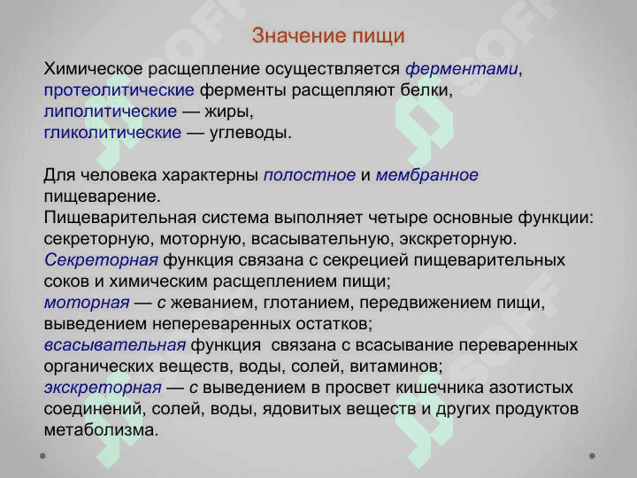«Пищеварительная система» 3