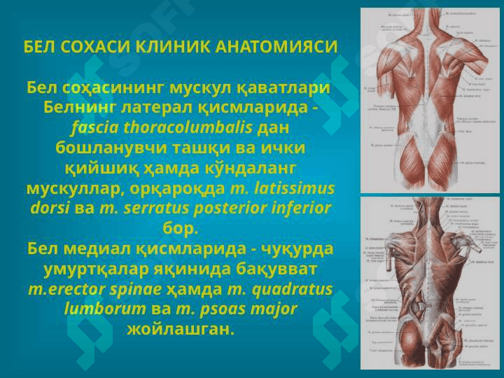 bel sohasi klinik anatomiyasi 3