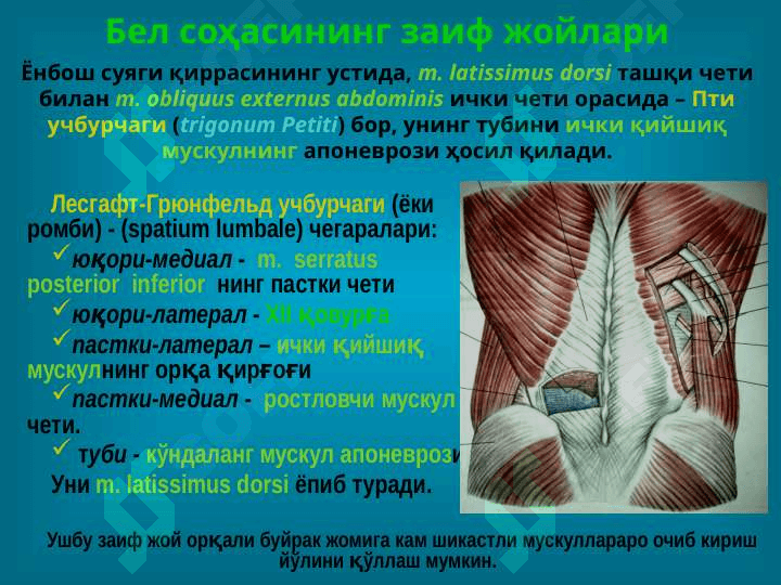 bel sohasi klinik anatomiyasi 4