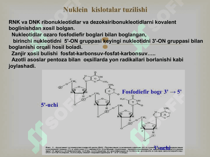 NUKLEIN KISLOTALAR BIOSINTEZI 3