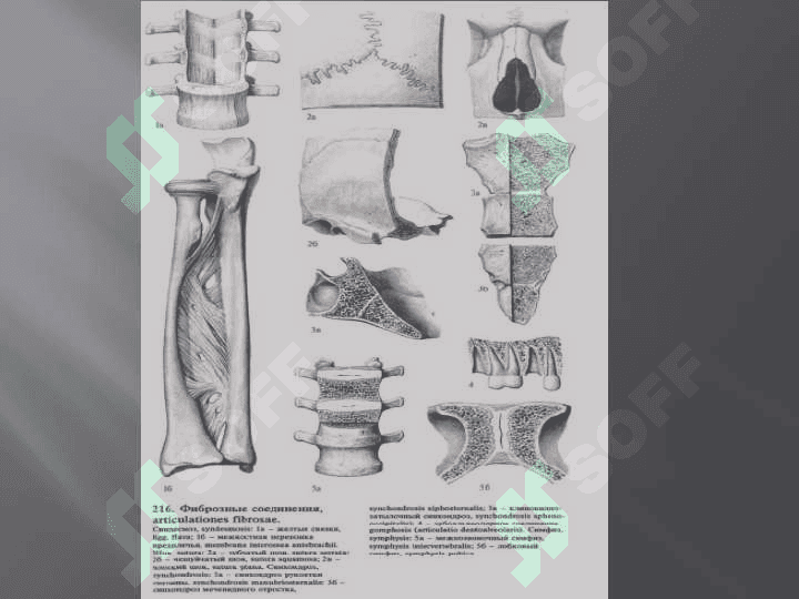 The doctrine about connections of bones. Connections of bones of a trunk and humeral belt. 3