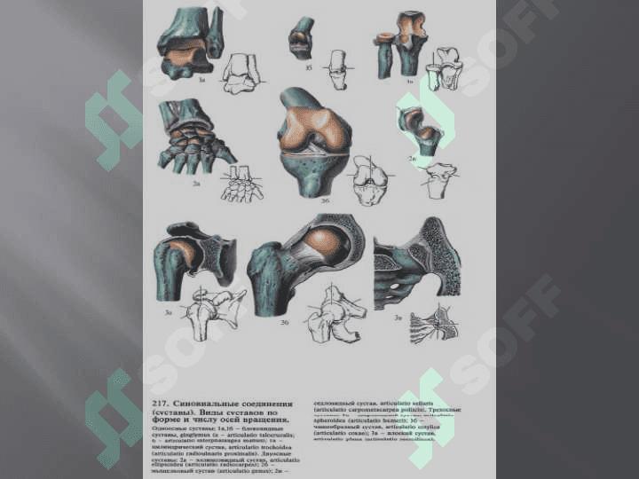 The doctrine about connections of bones. Connections of bones of a trunk and humeral belt. 5