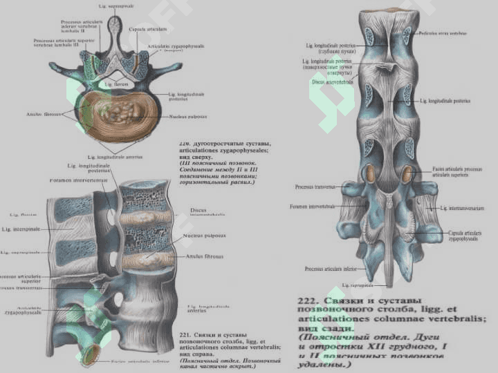 The doctrine about connections of bones. Connections of bones of a trunk and humeral belt. 7