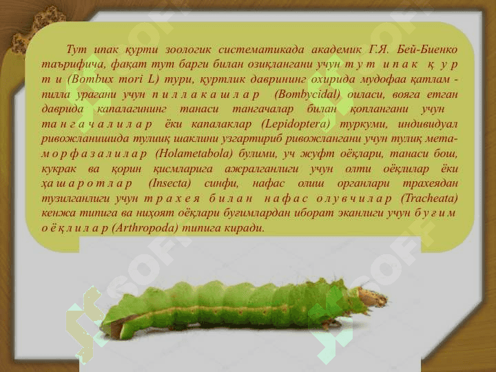 Тут ипак қурти 4
