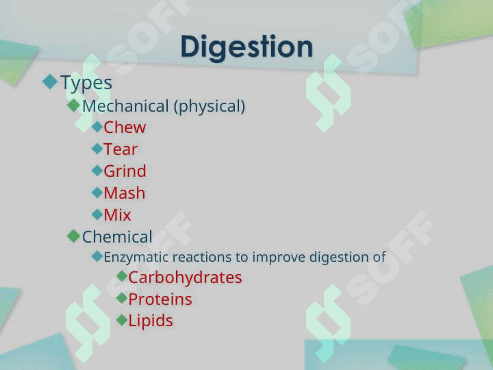 Digestive System 3