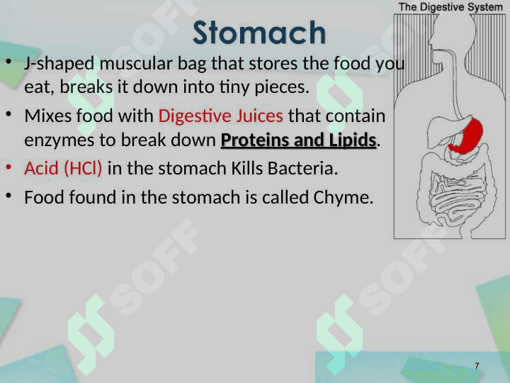 Digestive System 7