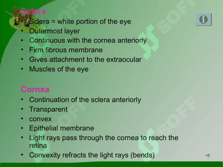 The Eye 5