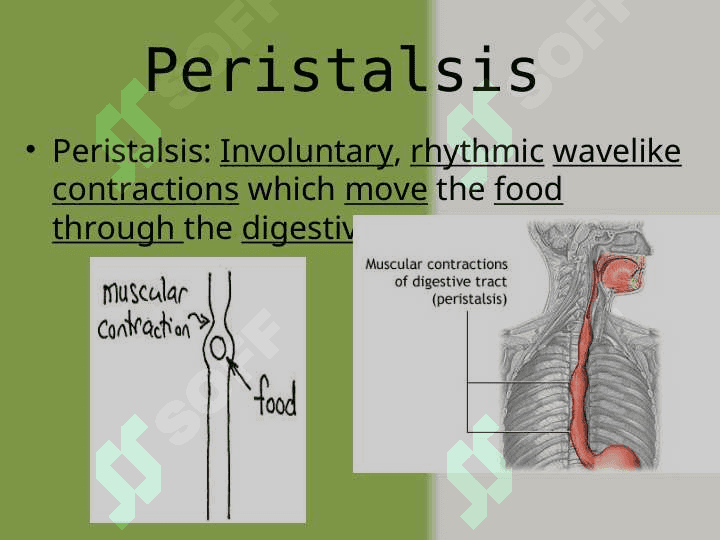 The movements of the stomach 2