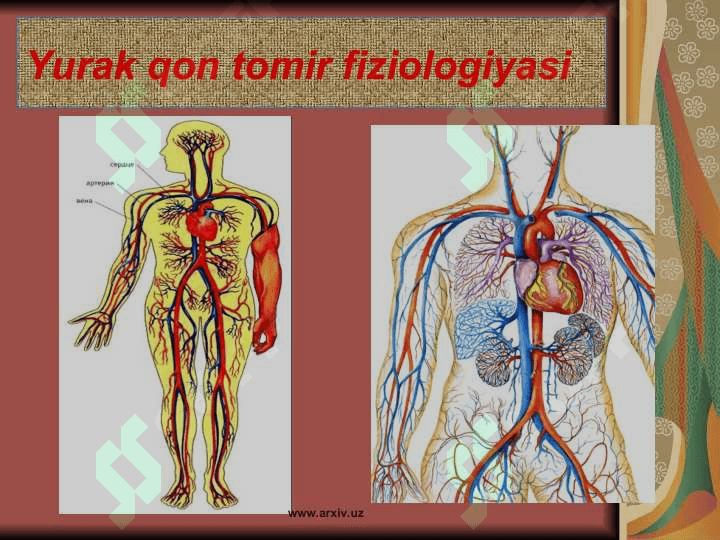 Yurak haqida umumiy tushuncha 2
