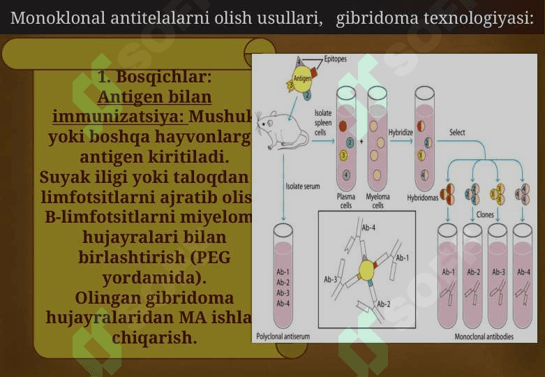 Monoklonal antitelalar, ularning olinishi, tiplari va amaliyotda qo‘llanilishi. 3