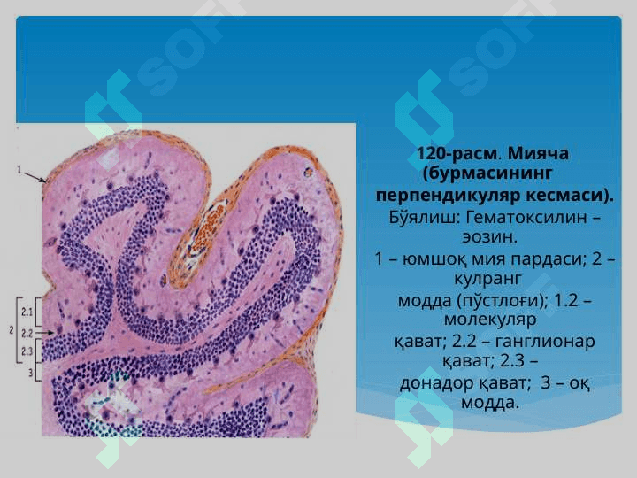 Bosh miya yarimsharlari po’stlog’ining morfogenezi . Bosh miya yarimsharlari po’stlog’ida hujayralararo bog’lanishlar . Bosh miya yarimsharlari po’stlog’ining gipoksiyaga reaksiyasi 3