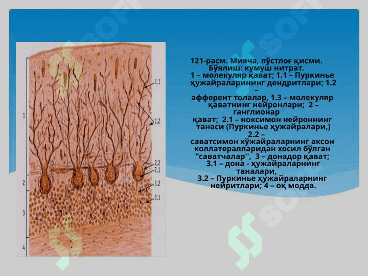 Bosh miya yarimsharlari po’stlog’ining morfogenezi . Bosh miya yarimsharlari po’stlog’ida hujayralararo bog’lanishlar . Bosh miya yarimsharlari po’stlog’ining gipoksiyaga reaksiyasi 4