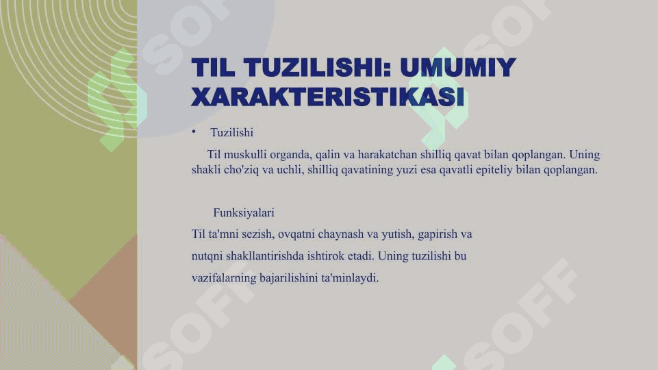 Til gistologiyasi : tuzulishi va funksiyalari 3