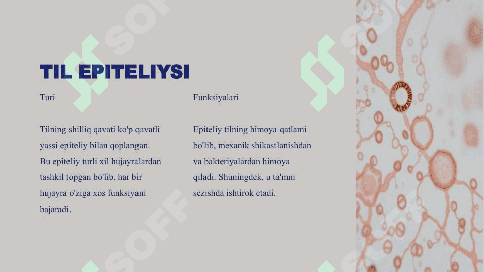 Til gistologiyasi : tuzulishi va funksiyalari 4