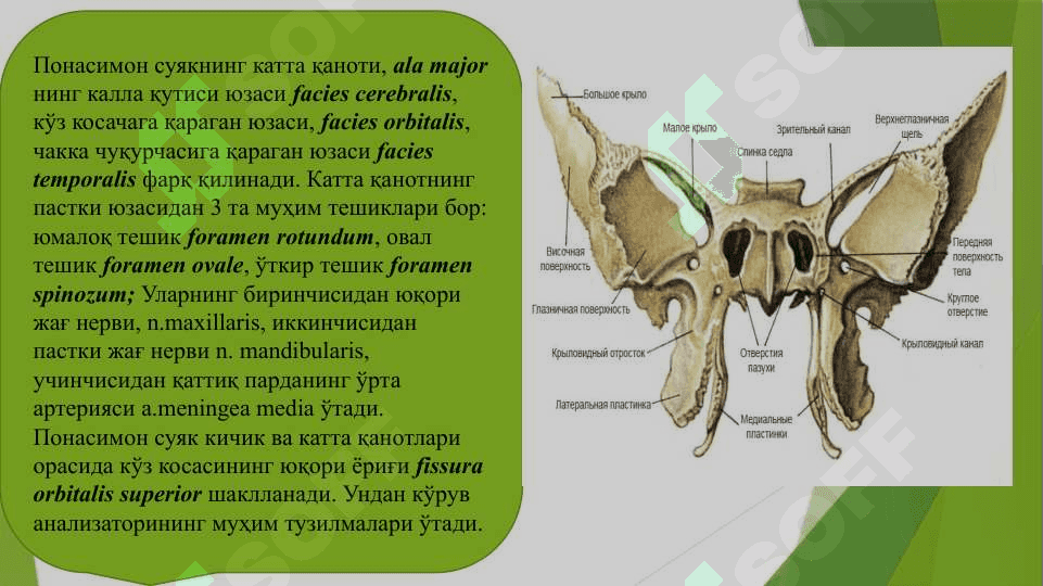 Понасимон суяк. Чакка суяги. Чакка суяги каналлари 6
