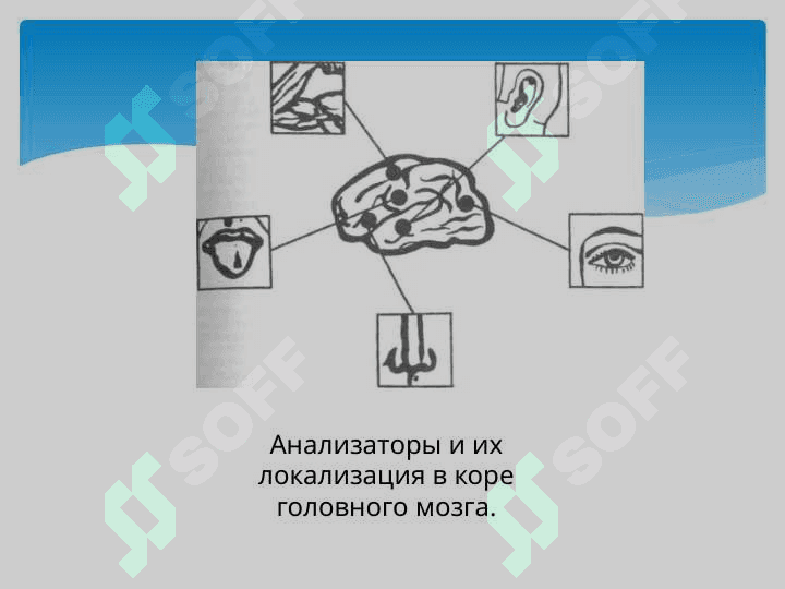 Физиология анализаторов 8