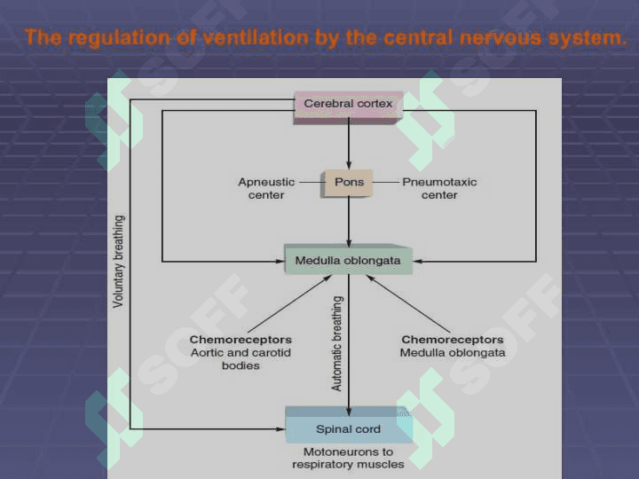 Regulation of breathing 8