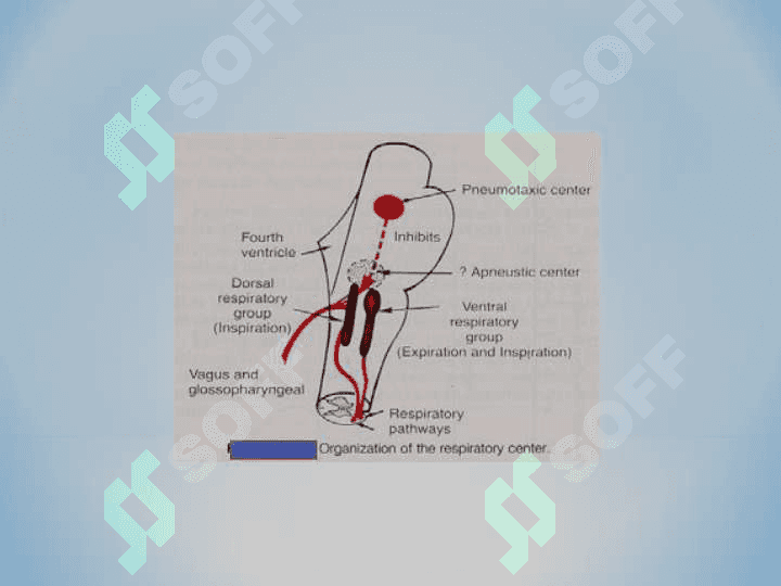 Regulation of Respiration 7