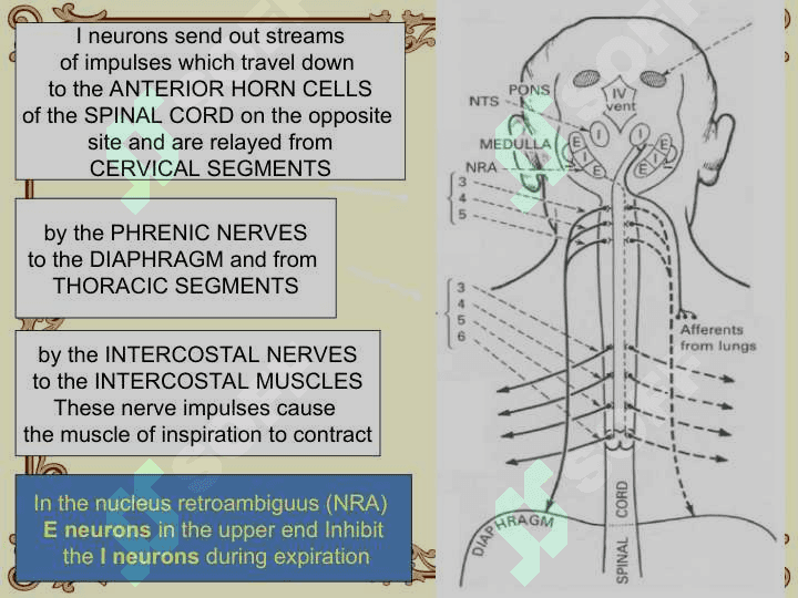 Regulation of breathing 5