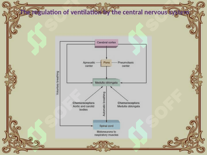 Regulation of breathing 8