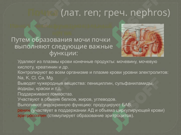 Мочевыделительная система 3