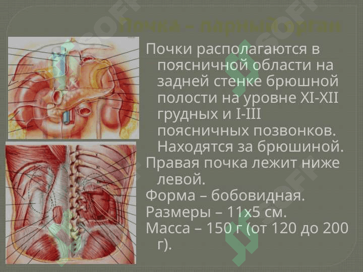 Мочевыделительная система 4