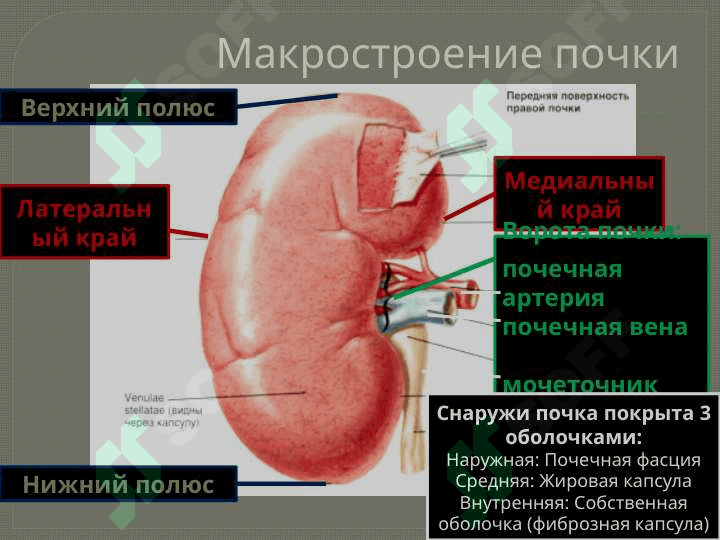 Мочевыделительная система 5