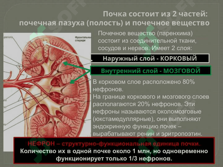 Мочевыделительная система 7