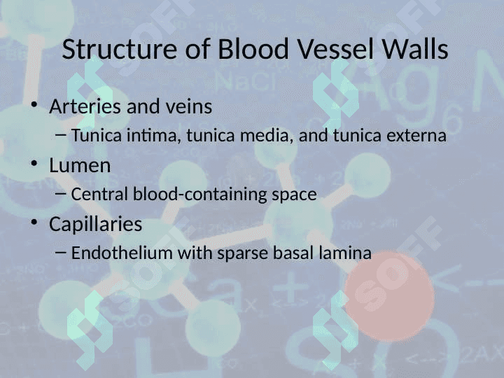 Blood Vessels 4