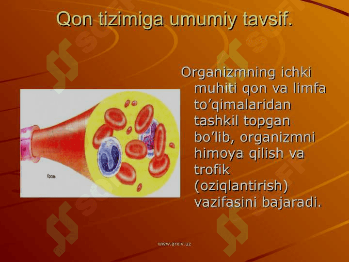 QON FIZIOLOGIYASI 3