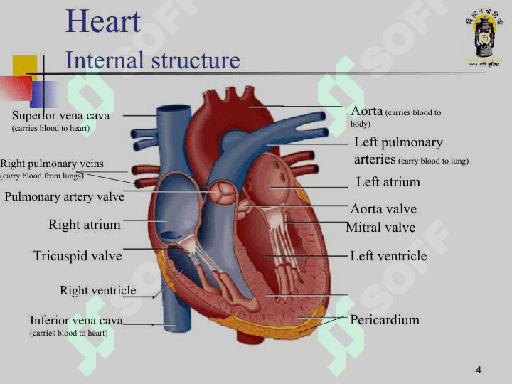 Circulatory system 4