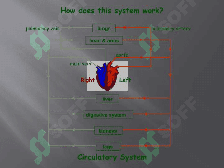 Circulatory System 3