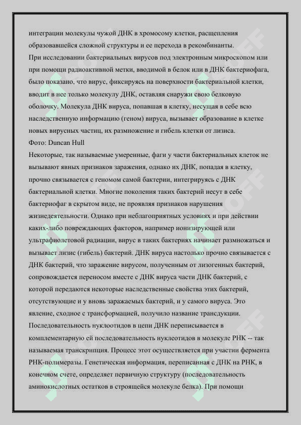 СТРУКТУРА БИОЛОГИЧЕСКОЙ РОЛИ НУКЛЕОТИДОВ НУКЛЕИНОВЫХ КИСЛОТ 2