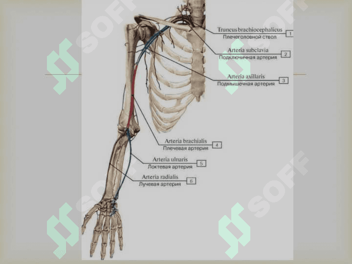 O`mrovosti arteriyasi, A.Axillaris Yelka ,bilak,tirsak va qo`l panja arteriyalari 2