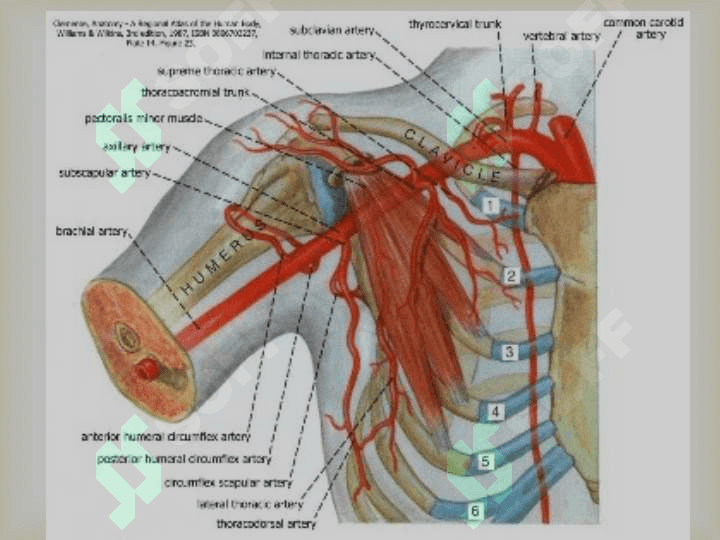 O`mrovosti arteriyasi, A.Axillaris Yelka ,bilak,tirsak va qo`l panja arteriyalari 3