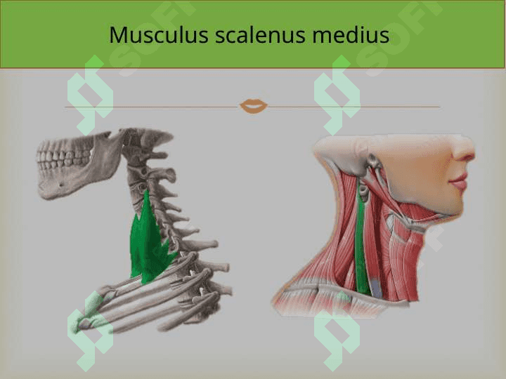 O`mrovosti arteriyasi, A.Axillaris Yelka ,bilak,tirsak va qo`l panja arteriyalari 6
