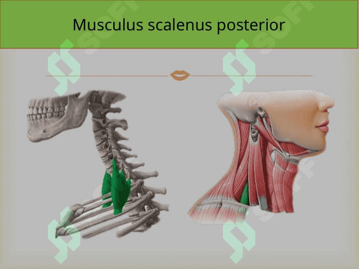 O`mrovosti arteriyasi, A.Axillaris Yelka ,bilak,tirsak va qo`l panja arteriyalari 7