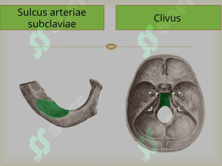 O`mrovosti arteriyasi, A.Axillaris Yelka ,bilak,tirsak va qo`l panja arteriyalari 8