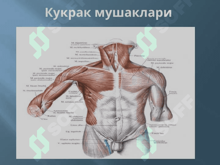 МУШАКЛАР ТЎҒРИСИДА МАЪЛУМОТ. МУШАКЛАРНИНГ ТАРАҚҚИЁТИ. МУШАКЛАРНИНГ ЁРДАМЧИ АППАРАТИ. КЎКРАК, ҚОРИН, ОРҚА МУШАКЛАРИ ВА ФАСЦИЯЛАРИ. ДИАФРАГМА. ҚОРИН СОХАСИНИНГ ТОПОГРАФИЯСИ: ҚОРИН ТЎҒРИ МУШАГИНИНГ ҚИНИ, ОҚ ЧИЗИҚ, ЧОВ КАНАЛИ. ҚЎЛ, ЧАНОҚ ВА ОЁҚ МУШАКЛАРИ 6