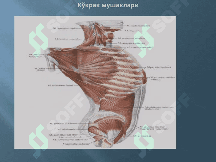 МУШАКЛАР ТЎҒРИСИДА МАЪЛУМОТ. МУШАКЛАРНИНГ ТАРАҚҚИЁТИ. МУШАКЛАРНИНГ ЁРДАМЧИ АППАРАТИ. КЎКРАК, ҚОРИН, ОРҚА МУШАКЛАРИ ВА ФАСЦИЯЛАРИ. ДИАФРАГМА. ҚОРИН СОХАСИНИНГ ТОПОГРАФИЯСИ: ҚОРИН ТЎҒРИ МУШАГИНИНГ ҚИНИ, ОҚ ЧИЗИҚ, ЧОВ КАНАЛИ. ҚЎЛ, ЧАНОҚ ВА ОЁҚ МУШАКЛАРИ 8