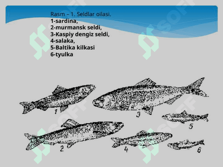 Baliqdan tayyorlanadigan taomlar» 8