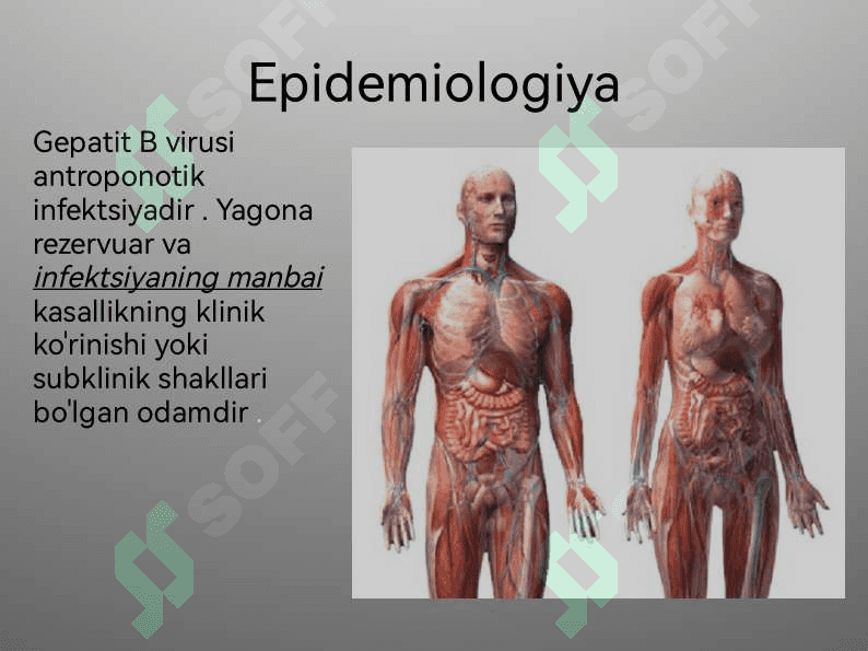 Virusli gepatit b ni davolash 6