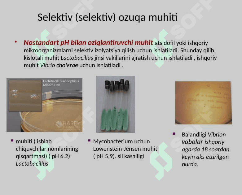 Bakteriya muhiti 8
