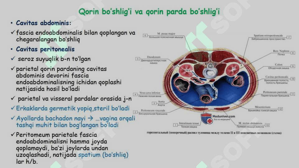 Qorin parda.Sinuslar,kanallar qopchalar 3