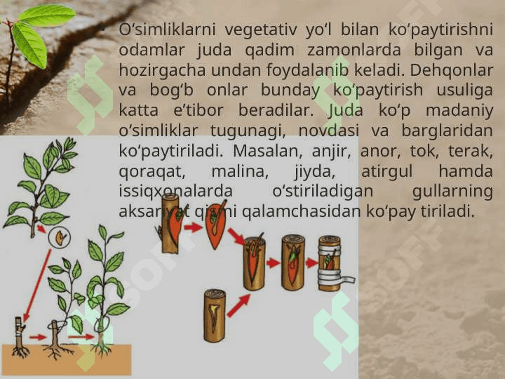 O’SIMLIKLARNING VEGETATIV KO’PAYISHI 2